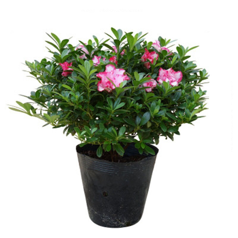 杜鹃花苗花卉盆栽室内客厅阳台绿色植物盆景 西玛杜鹃 四年苗(带花苞)