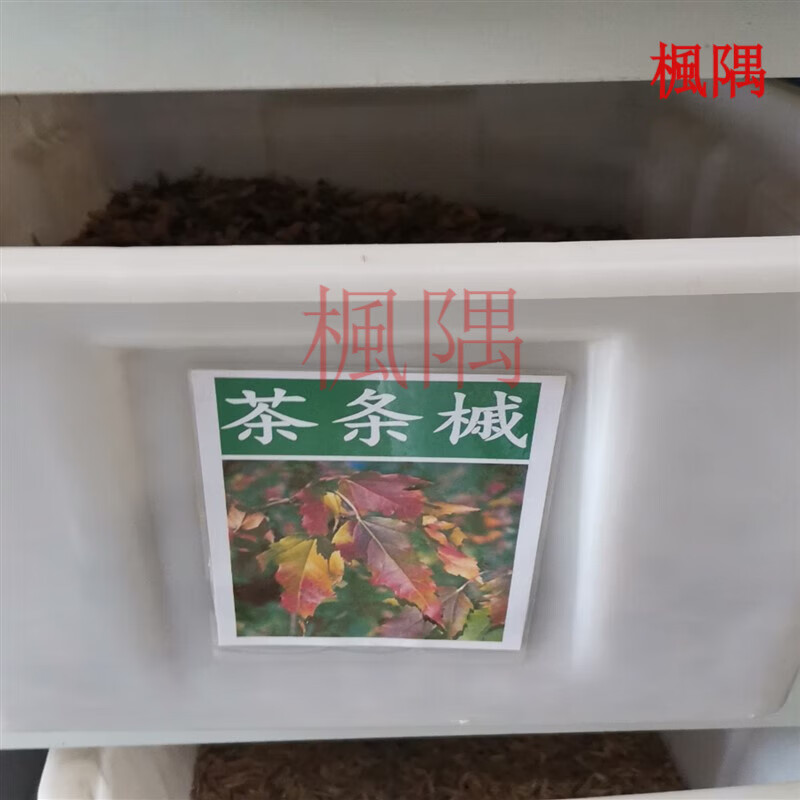 林木种籽国产散装四季多年生景观绿化工程观叶种孑 茶条槭种子一斤