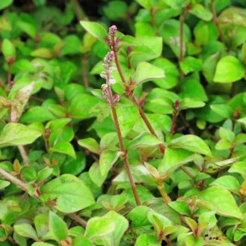 新鲜山草药杯苋 蛇见怕 镜面草 蛇惊慌 细叶蛇总管 细样倒扣草 250克