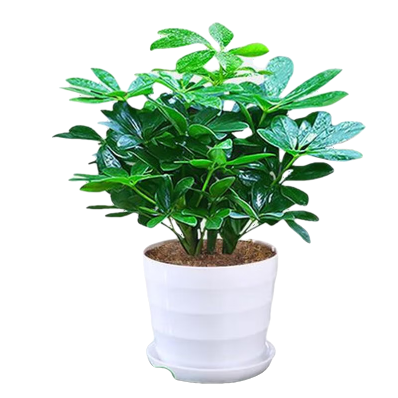 京东绿植盆栽历史价格查询在哪|绿植盆栽价格比较