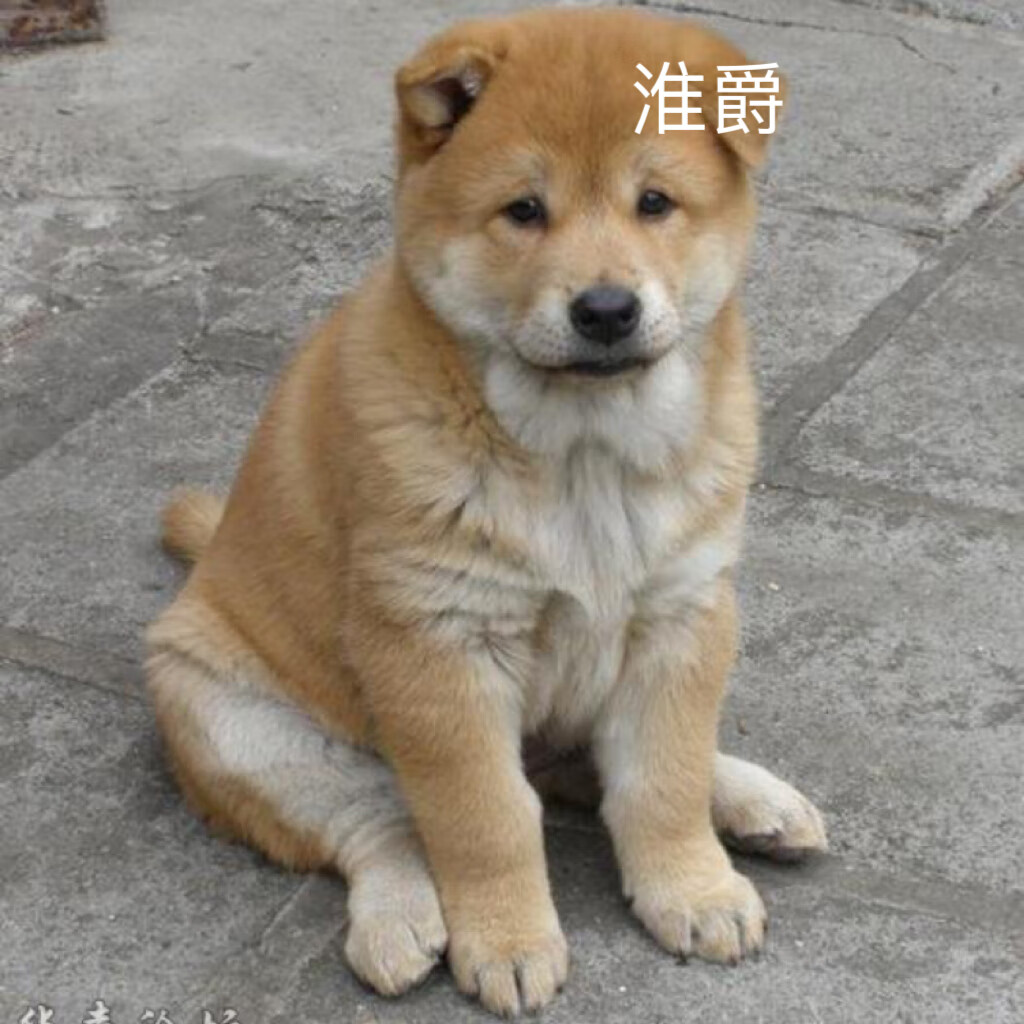 淮爵 混血柴犬幼犬日本土狗宠物狗狗活体赤柴豆柴黑柴狗活体幼崽小狗 混血级 公高性价比高么？