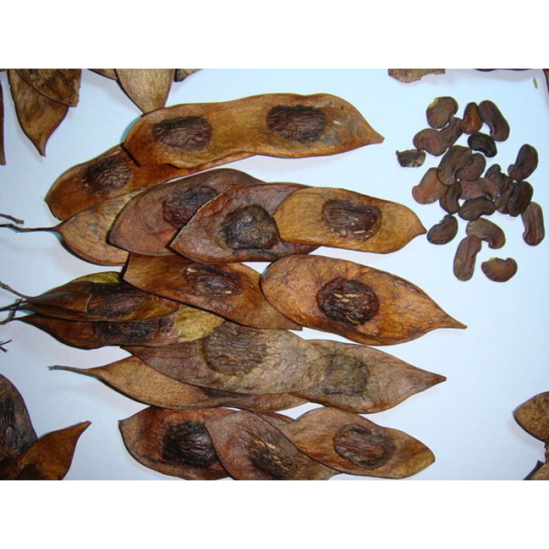 元冬正宗海南种子 印度小叶紫檀种子 金丝楠木树种子 菩提种子 紫檀