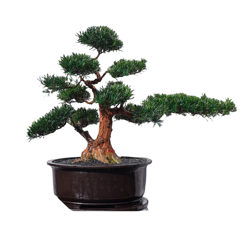 潮裕盆景高端羅漢松造型地景樹(shù)室內(nèi)植物庭院迎客松真樹(shù)老樁客廳辦公室盆景 精品老樁盆景64 帶盆栽好