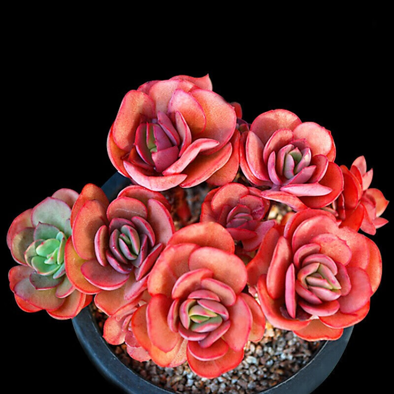 多肉植物 肉肉盆栽组合套装 老桩办公室内耐干旱懒人绿植花卉 秀妍