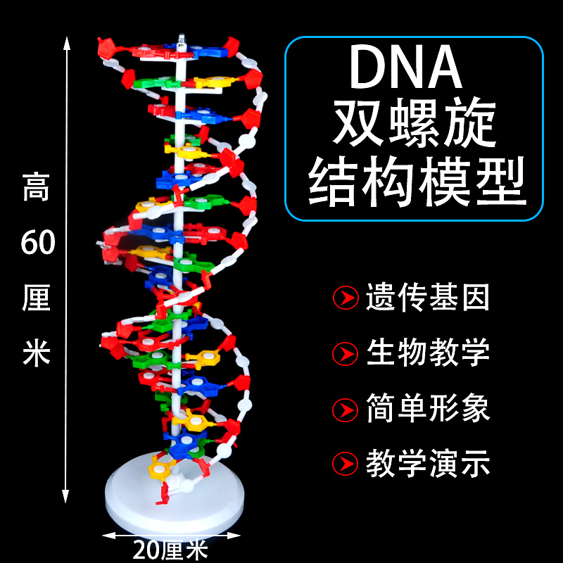 球棍模型 高中dna双螺旋结构模型分子结构模型60cm大号带底座碱基对