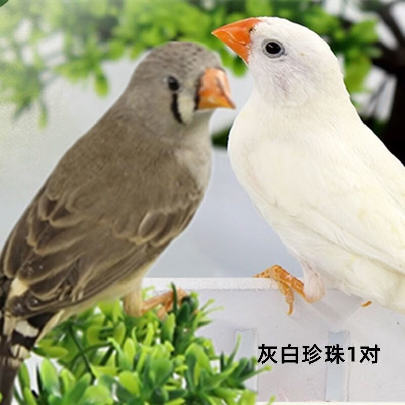 珍珠鸟灰色白色活体鸟活物鹦鹉活鸟真鸟小鸟 灰白珍珠 一对