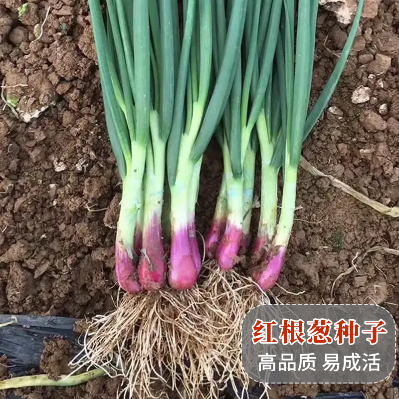 盆栽葱种红葱小葱种籽春季秋季四季阳台蔬菜孑 红根小香葱种子10克装