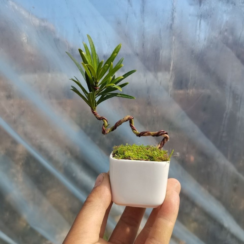 罗汉松盆景造型中叶罗汉松微型景观济州真柏黑松绿植物花卉 中叶