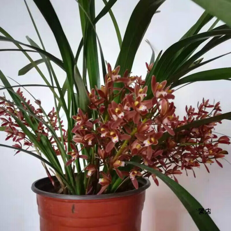 七抒园艺蜜蜂兰开花多岩兰台兰蜜蜂兰花苗盆栽花卉绿植物 裸根发货