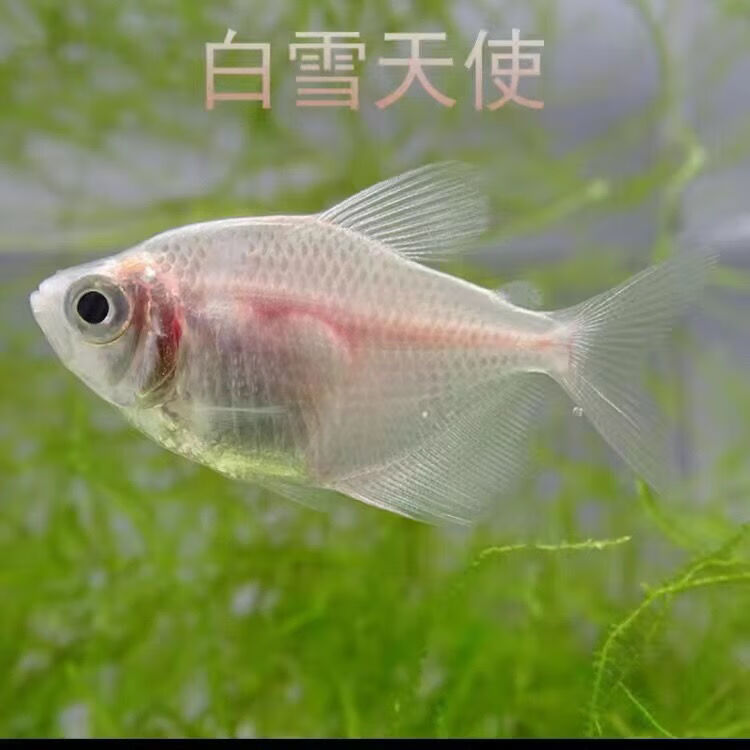 小型热带鱼观赏鱼紫黄绿红蓝青苹果天使鱼活体群游草缸淡水 白色天使5