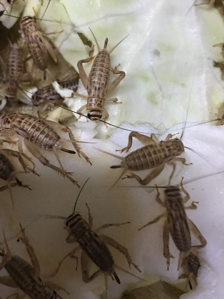 蛐蛐白蟋蟀油葫芦爬虫活体鱼鸟养殖宠物谷物蜥蜴开口虫优质 大亚成白