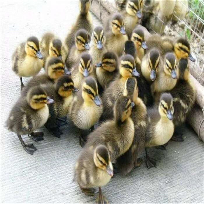 大种麻鸭苗 杂交鸭苗 一点黑鸭苗 小鸭子活苗 20只起发 麻鸭