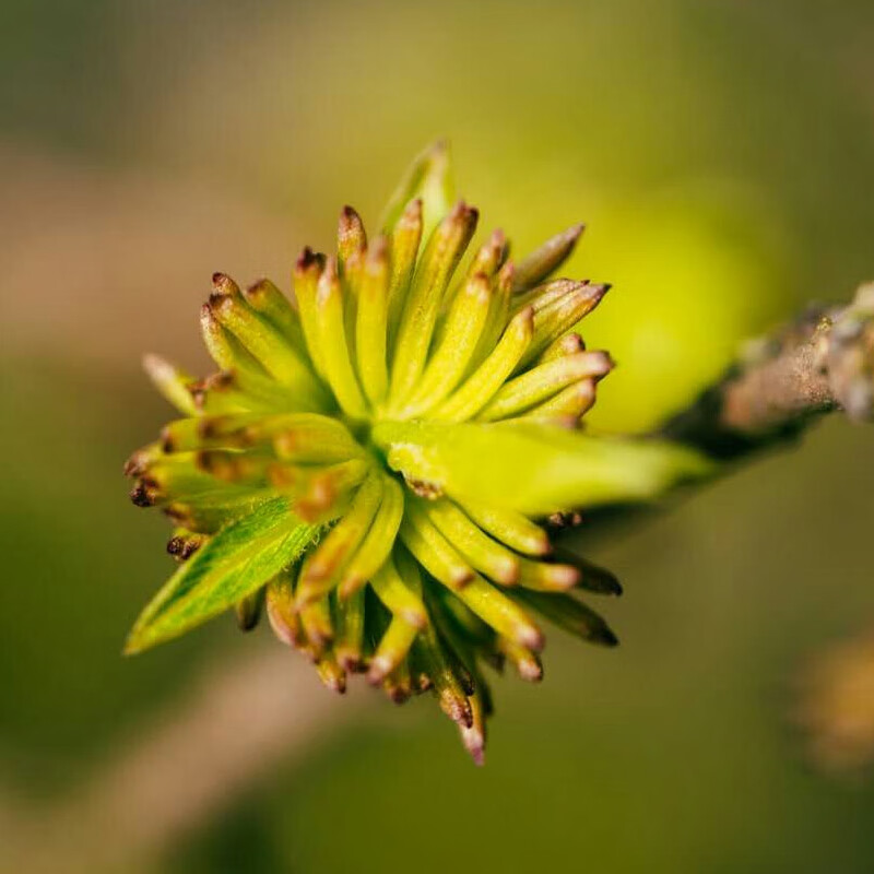 萃隐张家界杜仲雄花特级杜仲雄花茶野生新杜仲茶土特产 250g
