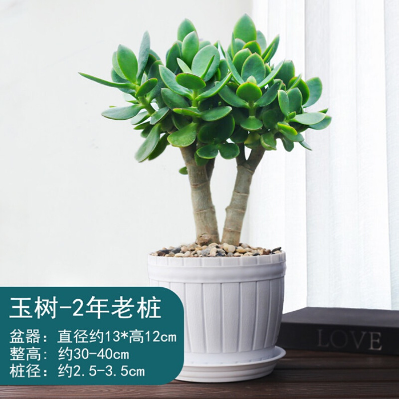 惜林园玉树老桩大株盆栽多肉植物室内四季好养绿植盆栽 中号木桶白塑