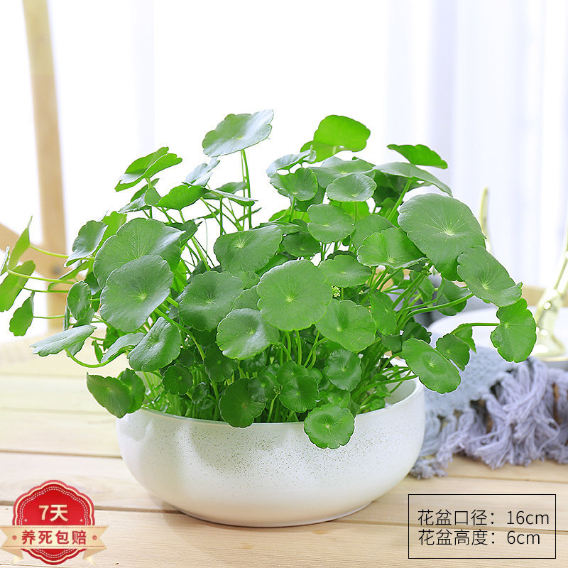 绿植盆栽历史价格查询|绿植盆栽价格走势