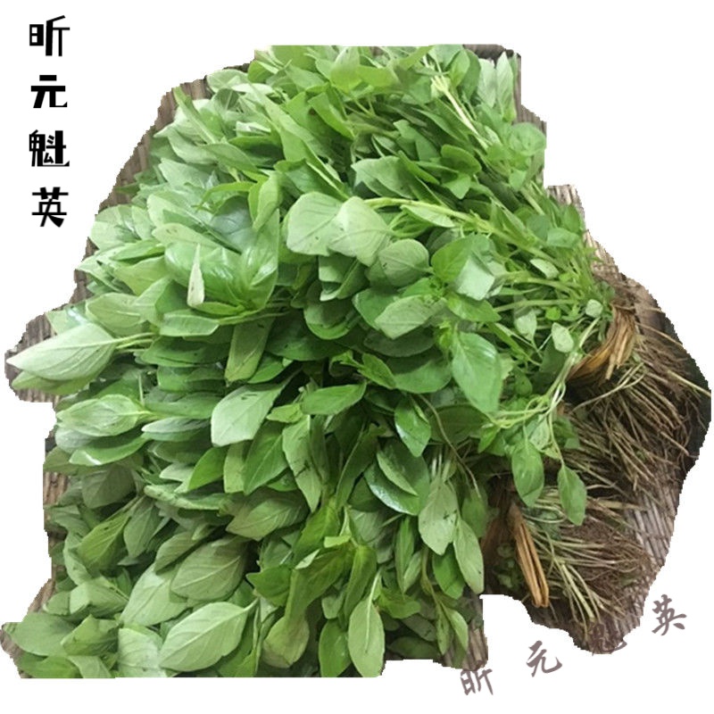 美朝福河南荆芥菜新鲜蔬菜250g大叶荆芥菜 新鲜荆芥 大荆芥调味蔬菜