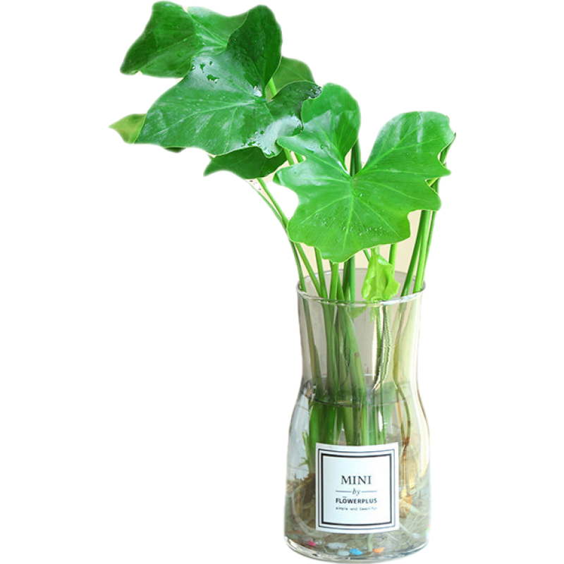 京东绿植盆栽历史价格在线查询|绿植盆栽价格走势图