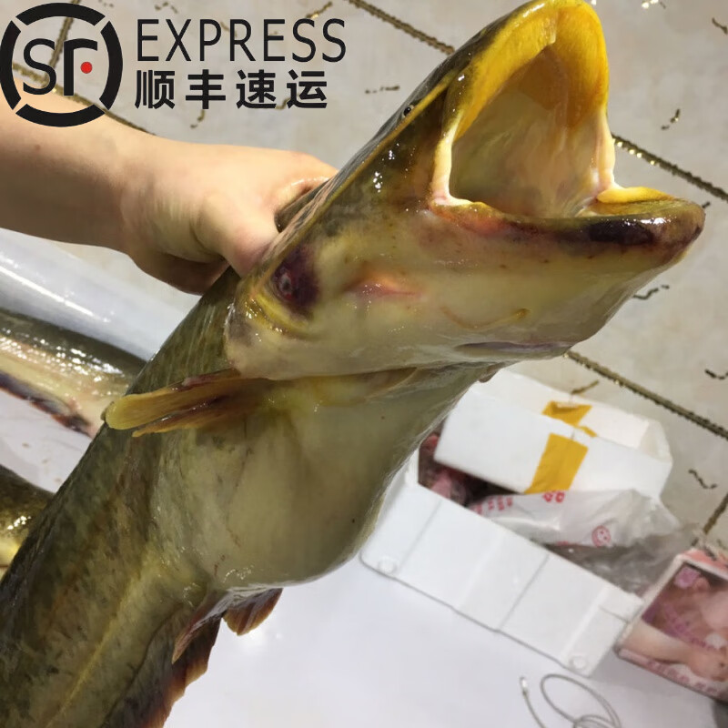 lism 东北黄金大鲶鱼,鲜活包装冻发,现卖现捕一份4-5斤/条