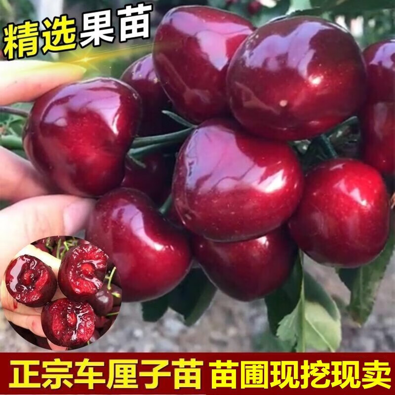 北方地栽盆栽四季种植水果树苗当年结果 智利车厘子5年大苗(当年结果)