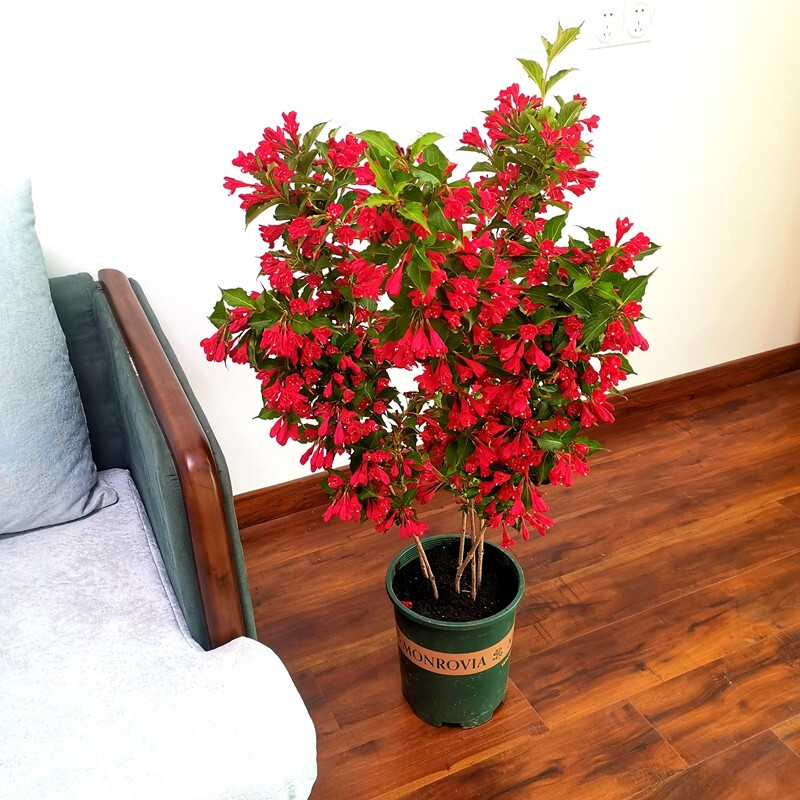 锦带花庭院花卉盆栽地栽美国红王子锦带花苗锦带苗绿篱灌木四季种植