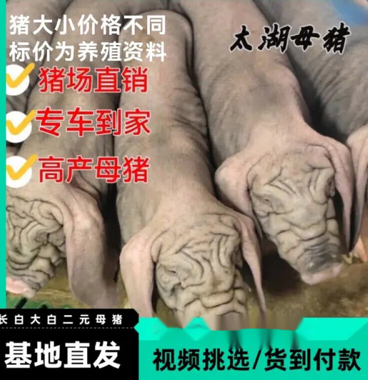 纯原种太湖母猪苏太母猪大白长白二元小母猪黑公猪仔活苗养殖资料