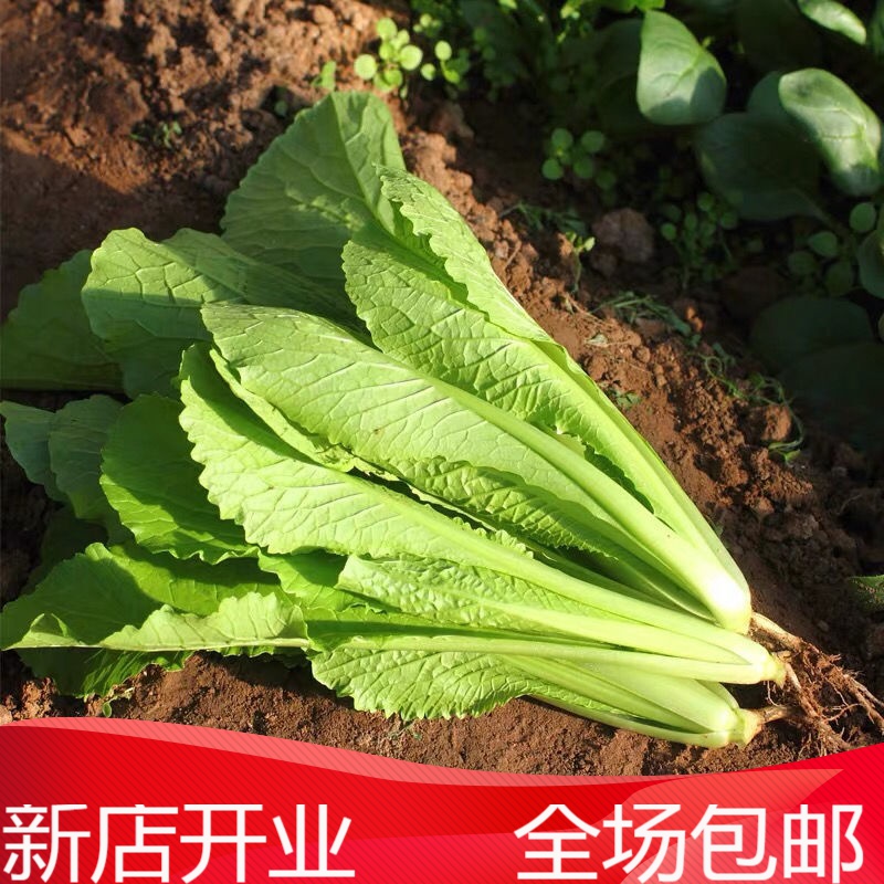 农家露天绿色小白菜新鲜蔬菜当季时令白菜秧农家肥叶菜 两斤实惠装