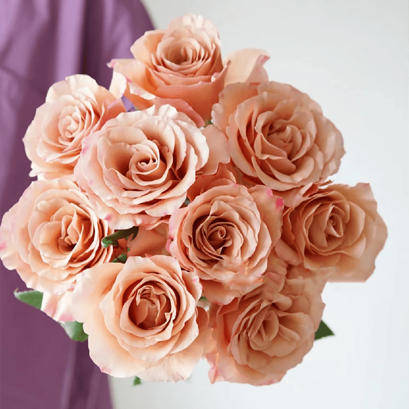 春天里肯尼亚进口玫瑰moccachino摩卡奇诺10支装  单头玫瑰 摩卡奇诺