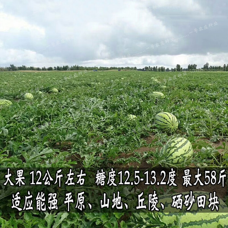 特大巨型超甜懒汉西瓜种子抗重茬8424正宗宁夏中卫硒砂石头瓜种籽 硒