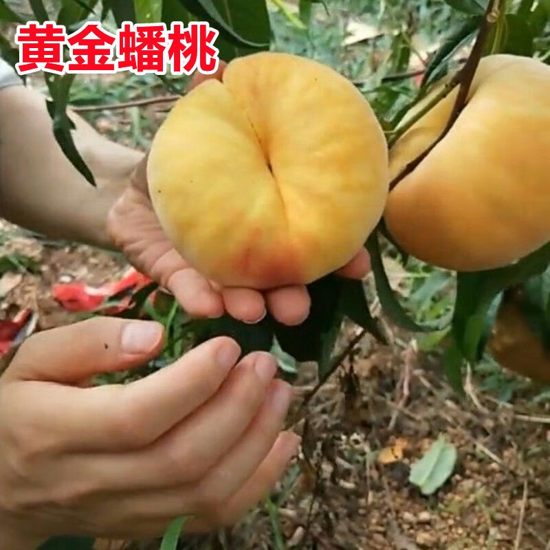 黄金蟠桃树苗桃树苗嫁接苗蟠桃苗冬桃苗黑桃南北方种植当年结果树苗 2