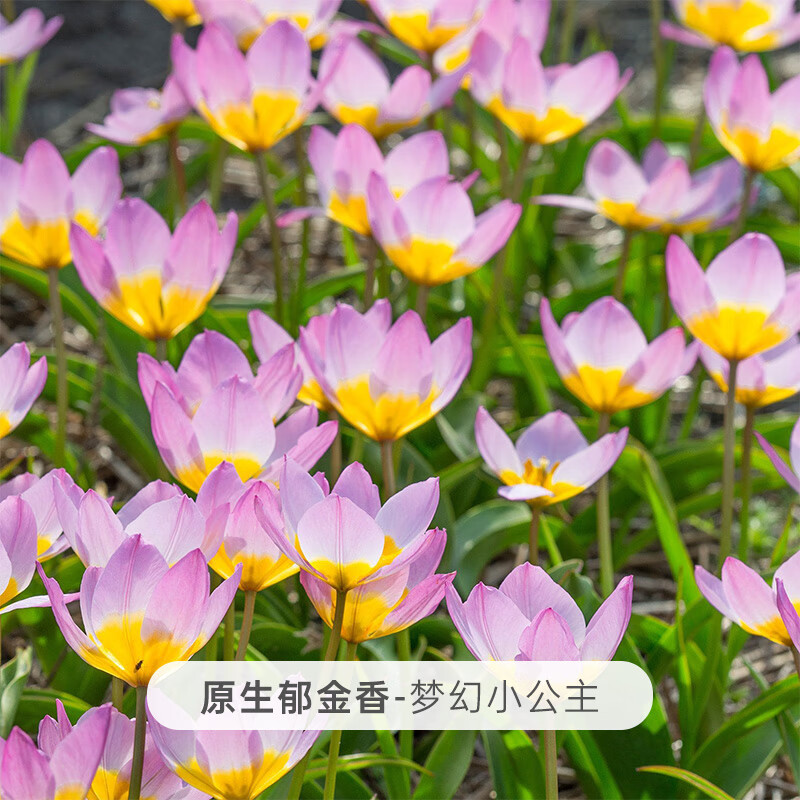 左家花园原生郁金香种球种子可复花切花多年生进口球根花卉盆栽 梦幻小公主 5球6-8cm 周长5-6cm