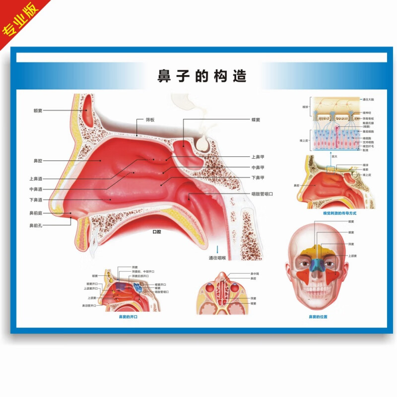 鼻喉解剖图耳鼻喉结构图耳鼻喉科挂图医院科室海报 鼻子的构造(横版)
