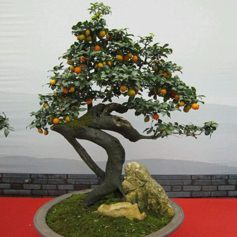 谏仰金弹子 四川金弹子种子名贵盆景树 乌柿盆景种子 金弹子种子半斤