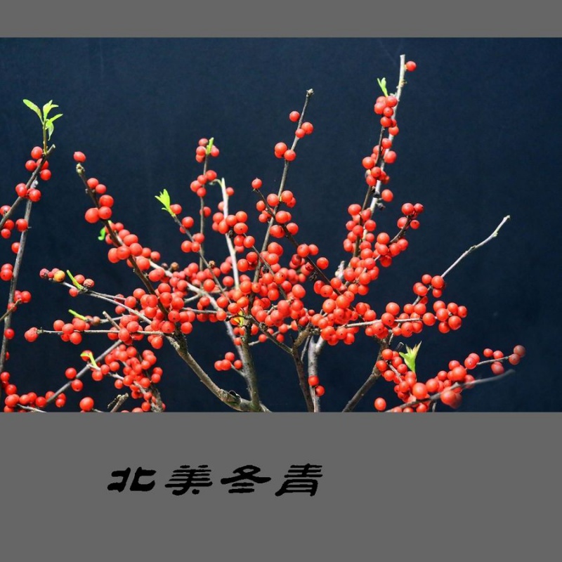 北美冬青冬红果树苗小苗盆栽花卉鲜花易活红果相思豆基地直发 1棵二年