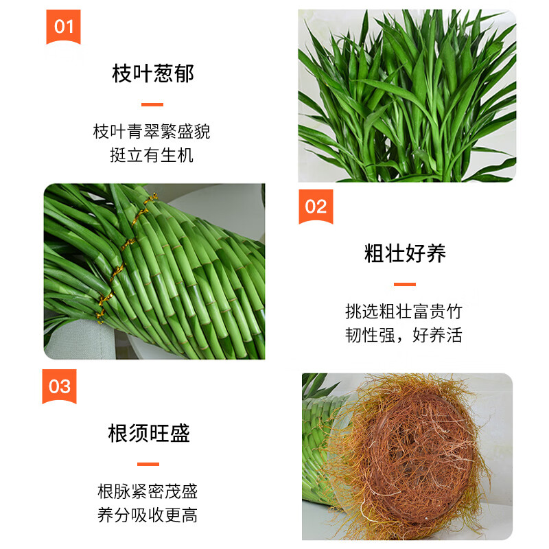 手耕田节节高富贵竹植物开运竹子盆栽客厅水养大型绿植室内乔迁大颗 大展鸿图 含盆