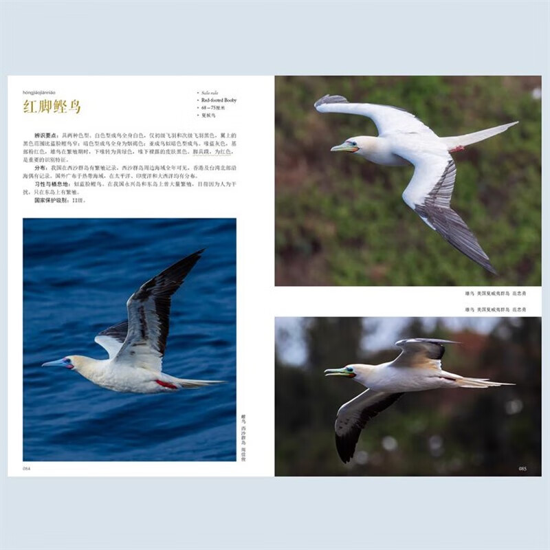 中国鸟类图鉴海鸟黄秦著中国鸟类分类法观鸟野鸟生存海洋鸟类 海峡
