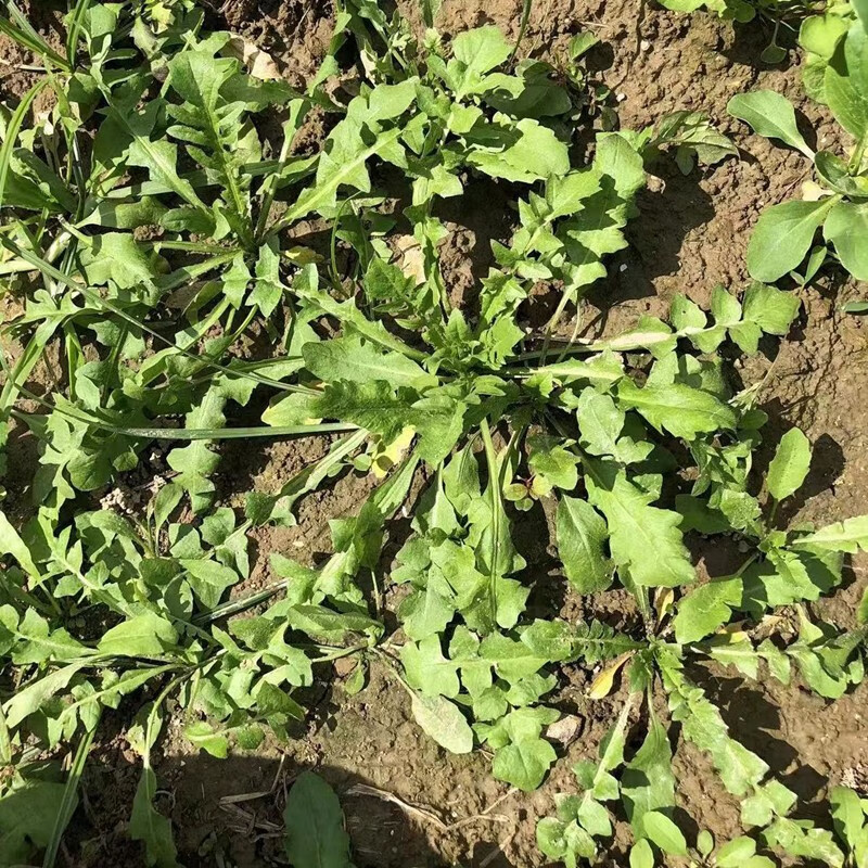 德骊嘉苏北新鲜荠菜 现挖大叶荠菜 整颗鲜荠菜 地菜野菜馄饨饺子春卷
