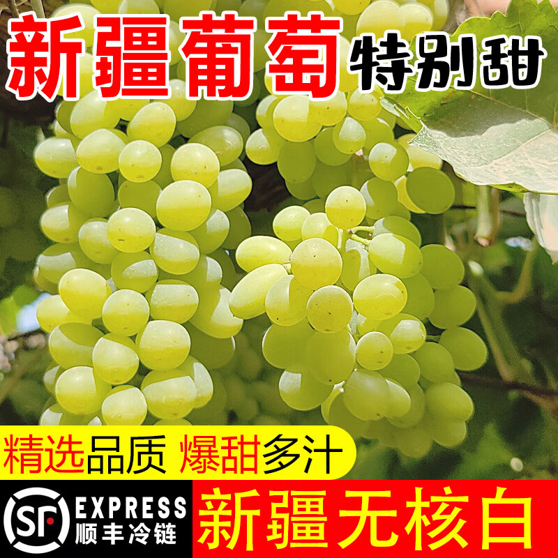 文枝新疆无核白葡萄新鲜应当季水果5斤冷链孕妇吐鲁番马奶子 5斤