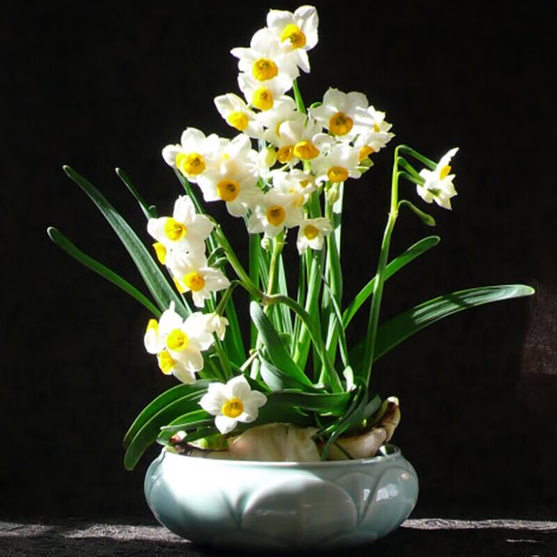 京云梦水仙花漳州种球年宵花卉室内水培大球盆栽绿植土培 漳州水仙花2颗