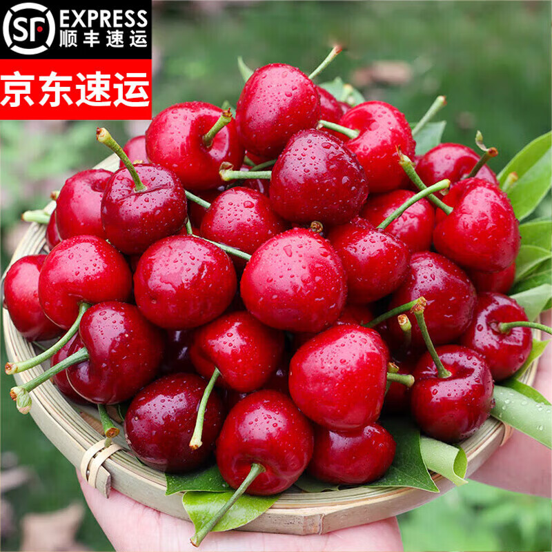 【顺丰京咚】车厘子樱桃脆甜新鲜当季送礼孕妇水果带箱 1斤 中果xl