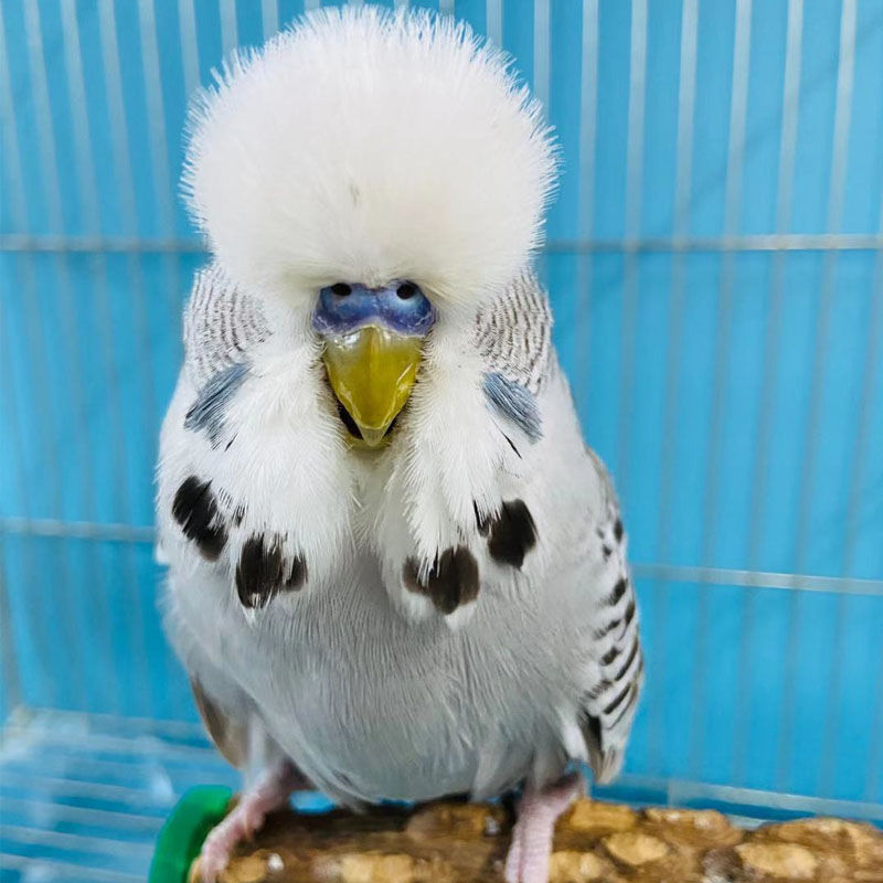 物鲜仙子欧血大体型大头虎皮蘑菇头鹦鹉活体可繁殖可教说话雏鸟稀有