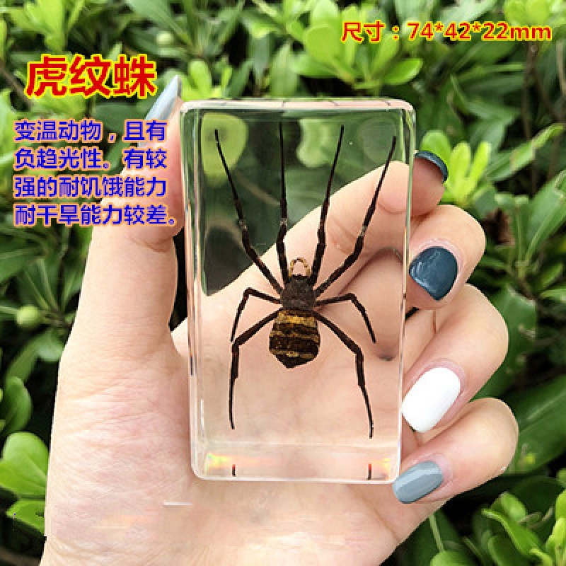 昆虫标本树脂海洋动物标本金龟子蚊子螃蟹甲虫蜘蛛真虫幼儿园 虎纹蛛