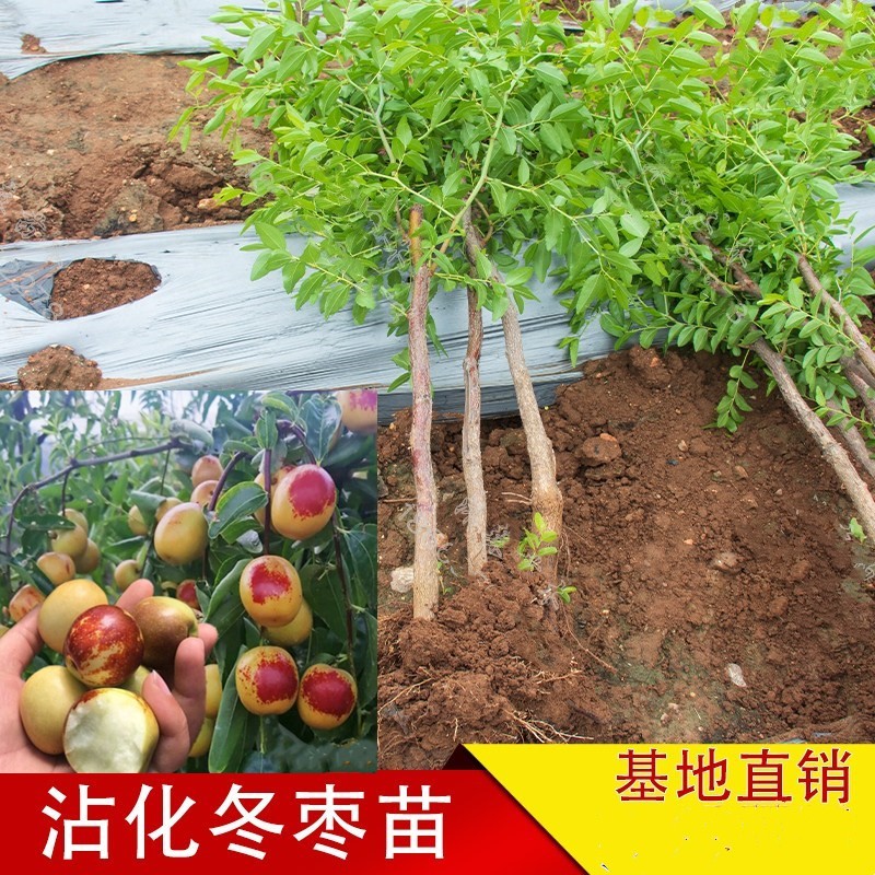 枣树苗 盆栽地栽冬枣树苗 当年结果南北方种植嫁接树苗雪枣苗 5年苗