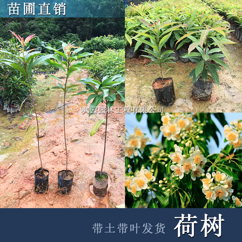 战长沙荷木树木荷树苗山地复绿造林绿化名贵苗木海南沉香树金丝楠 荷