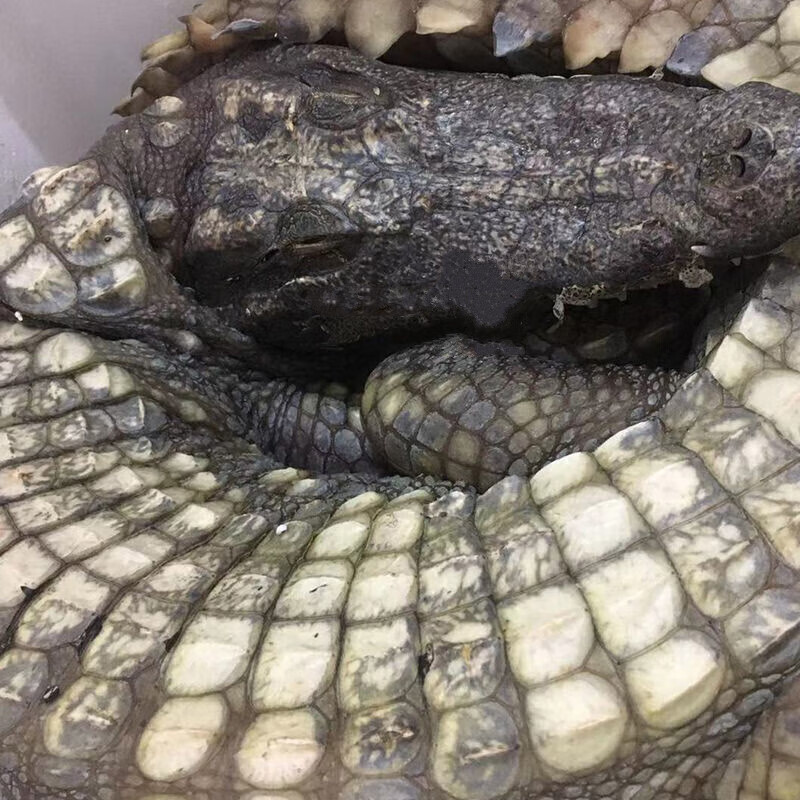 伯贤新鲜鳄鱼 整只去内脏 现杀鳄鱼 人工养殖鳄鱼 新鲜肉类 整只去