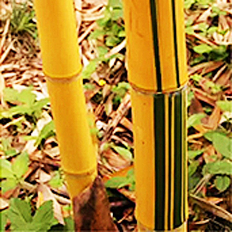 有竖纹漂亮小琴丝竹老桩盆景竹观赏竹文人竹孝顺竹子苗板桥竹杆子 1盆