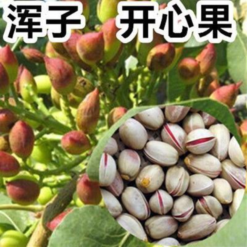 开心果苗南北方种植果苗当年结果开心果树苗盆栽地栽 浑子 八年大苗