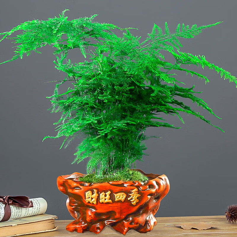 棉尾兔小文竹办公室桌面室内盆栽空气绿植精品大文竹发财树绿萝富贵竹