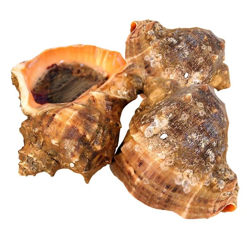 安峰山大海螺鲜活 新鲜贝类 海鲜水产 烧烤食材 海螺 500g 7-10只
