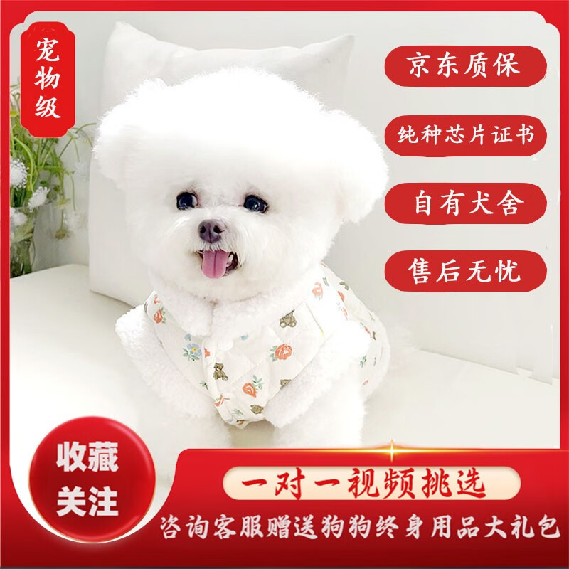 咯咪比熊幼犬纯种活体宠物狗幼崽比熊犬小型犬比熊犬卷毛血统比熊犬