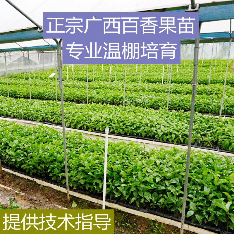 沐智广西百香果苗百香果鸡蛋果树苗四季当年结果特大盆栽阳台种植鸳鸯蜜5棵【四季很甜】主图2